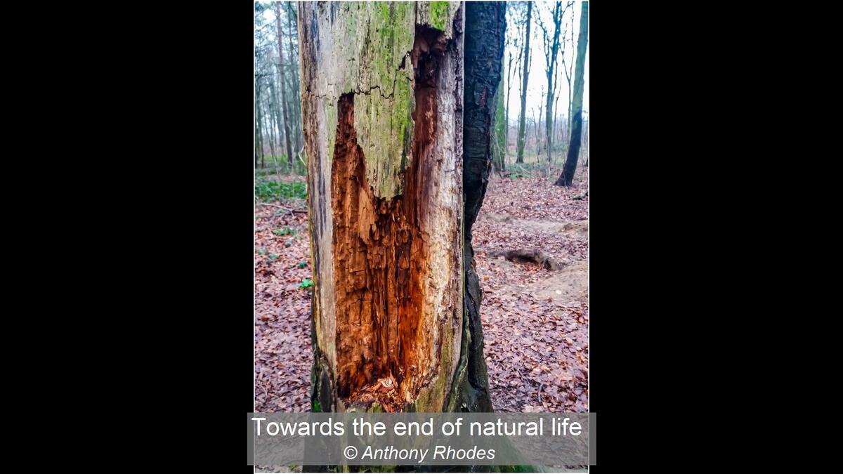 Towards the end of natural life